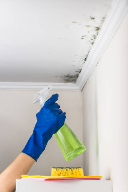 Best Bathroom Mold Remediation in Prairie Grove, AR